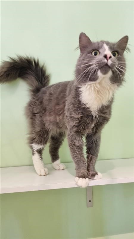 Carlo's heart is as soft as his fur - no easy feat when you're this fluffy. Did we mention handsome, too? 