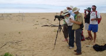 Be sure to keep an eye out for endangered birds nesting on our beaches