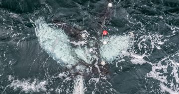 Dead baby whale found tangled in shark nets, authorities say