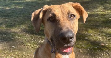 RSPCA Illawarra’s Pets of the Week: Meet Ruby and Alison!