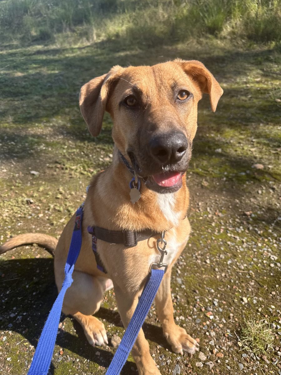 After a ruff start to life Ruby is looking for a home where she can experience all the good things the world has to offer.