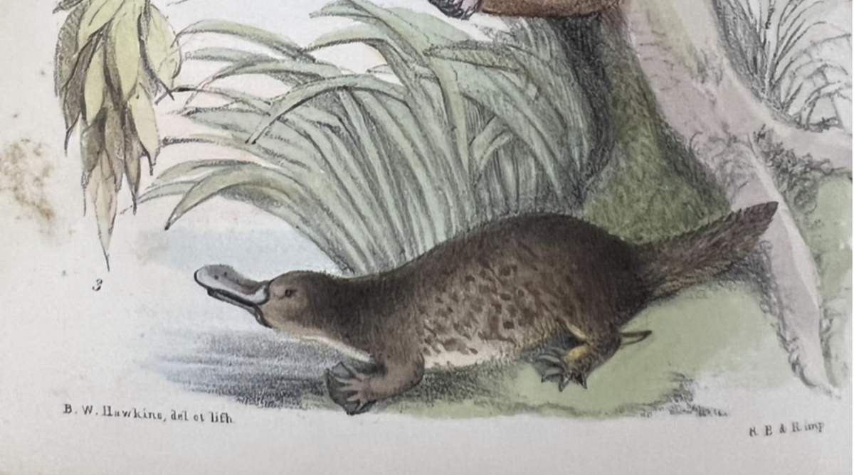 Drawing of platypus