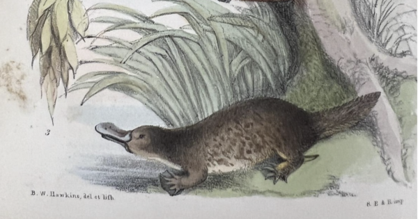 Children's book from the 1840s ponders fragile future for the platypus