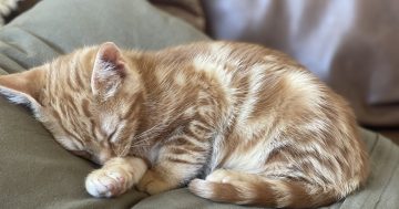 Wollongong Pet Connection's Pets of the Week: Meet Coco and Tabasco!