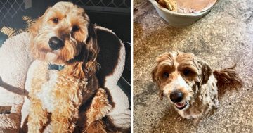 RSPCA Illawarra’s Pets of the Week: Meet Honey and Robbie!