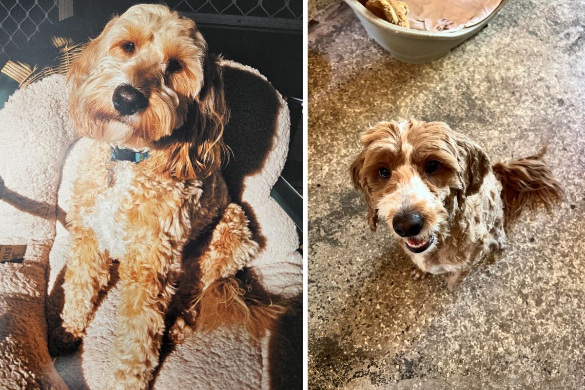 Robbie and Honey love hanging out, going for adventures and snuggling up together after a long day.