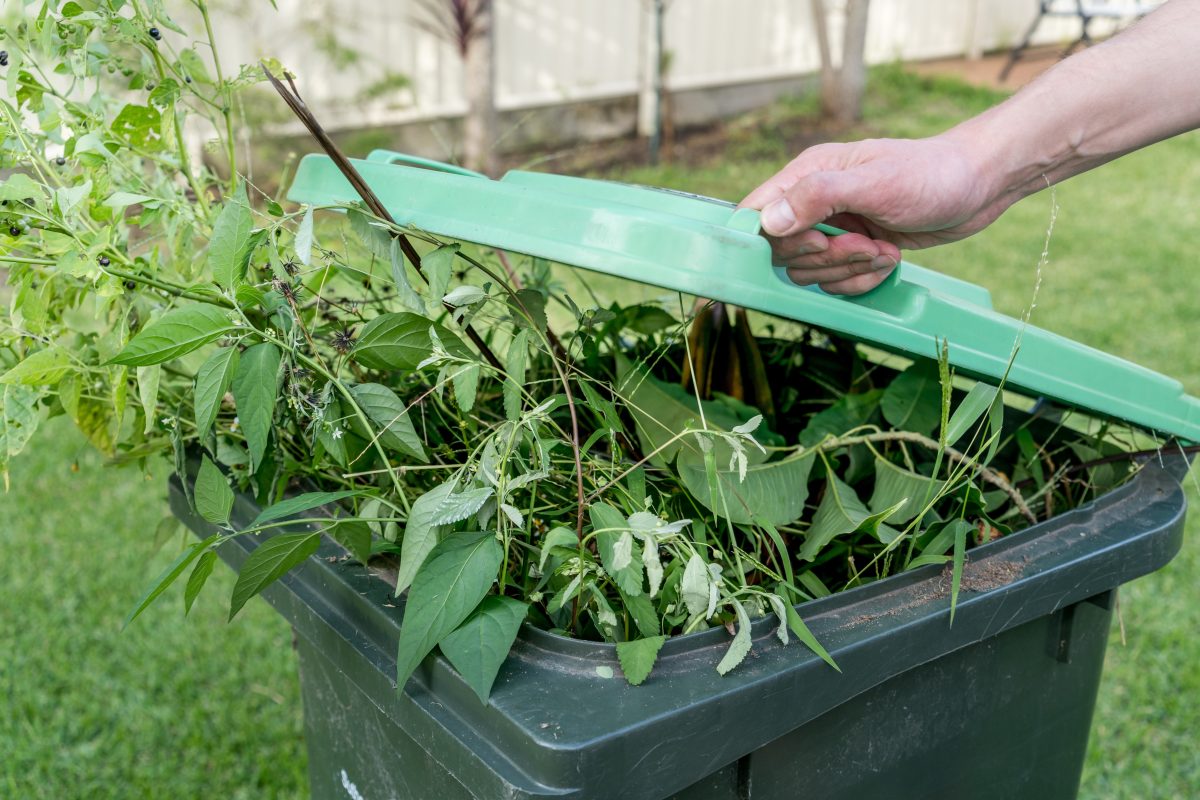Garden waste overflowing in a green bin