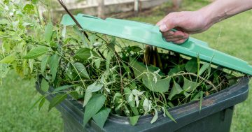 Bushfire ready and green bin bursting? Leaf it to council