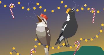 Carols in MacCabe Park