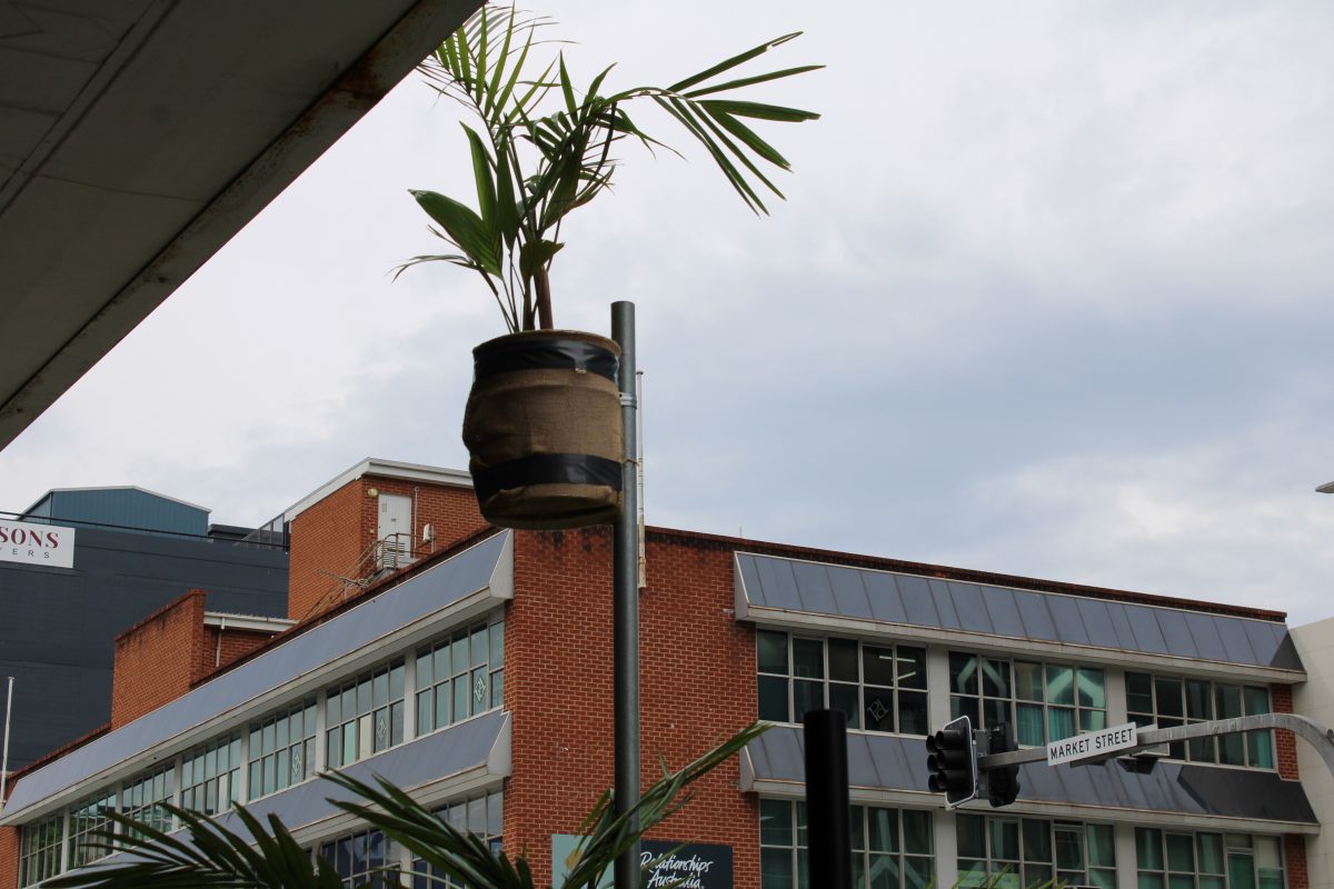 The Illawarra Hotel now has its own palm tree up a pole.