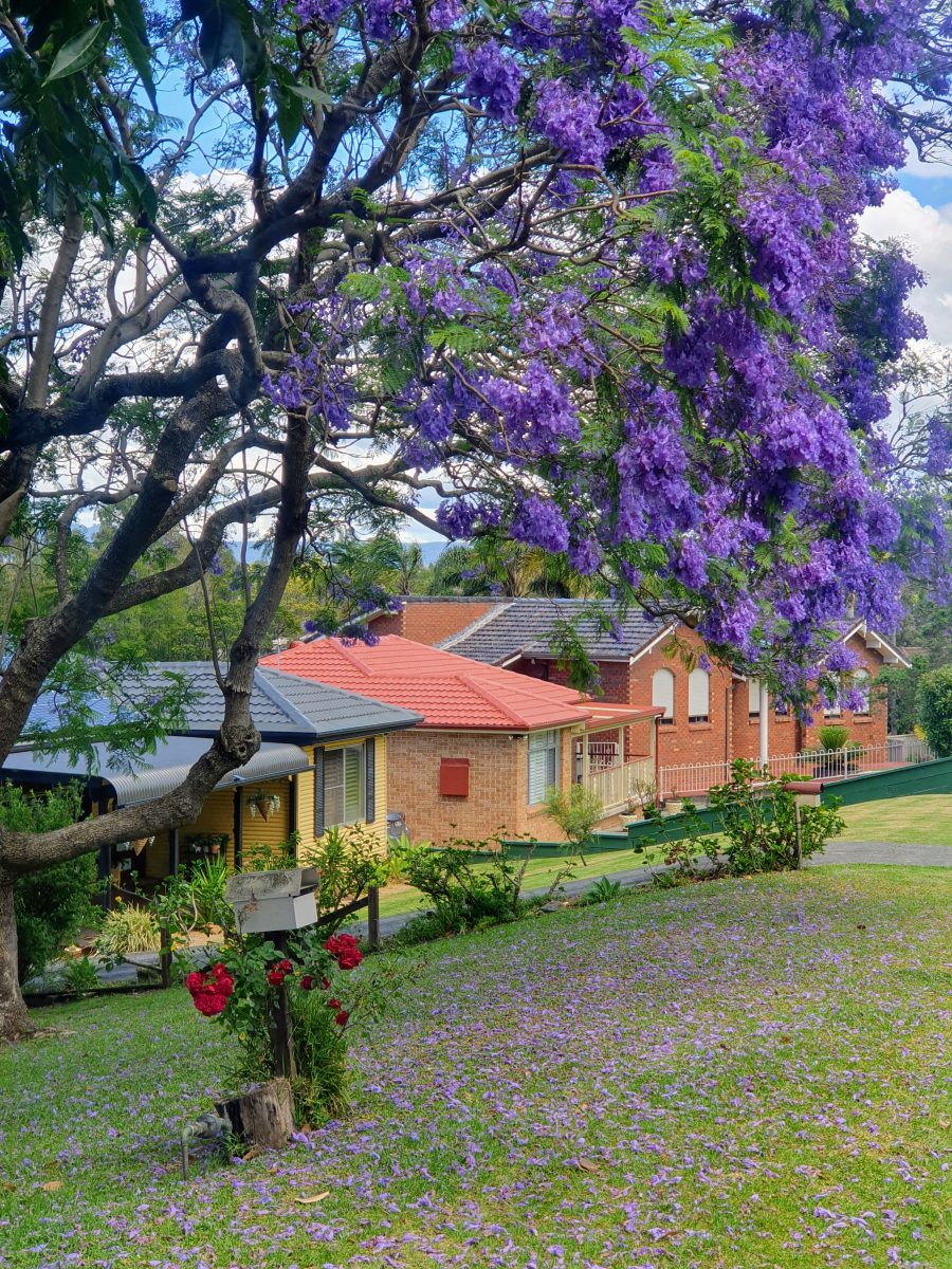 There aren't many things more magical than a jacaranda in full bloom.