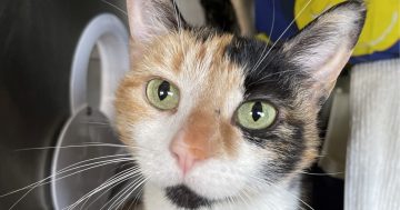 RSPCA Illawarra’s Pets of the Week: Meet Amelia and Charlie!
