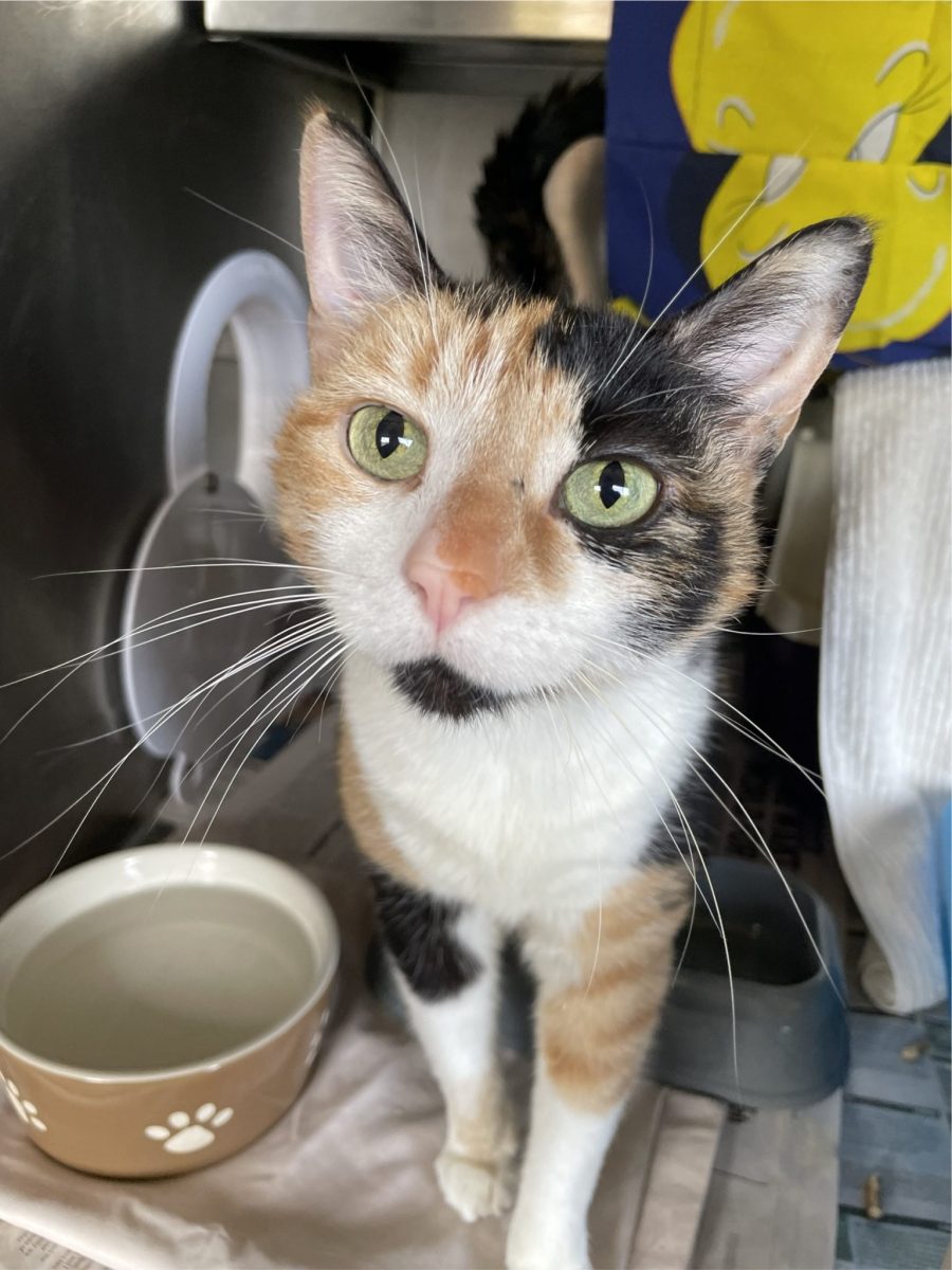 Gentle torto Amelia is looking for a family to celebrate Christmas with.