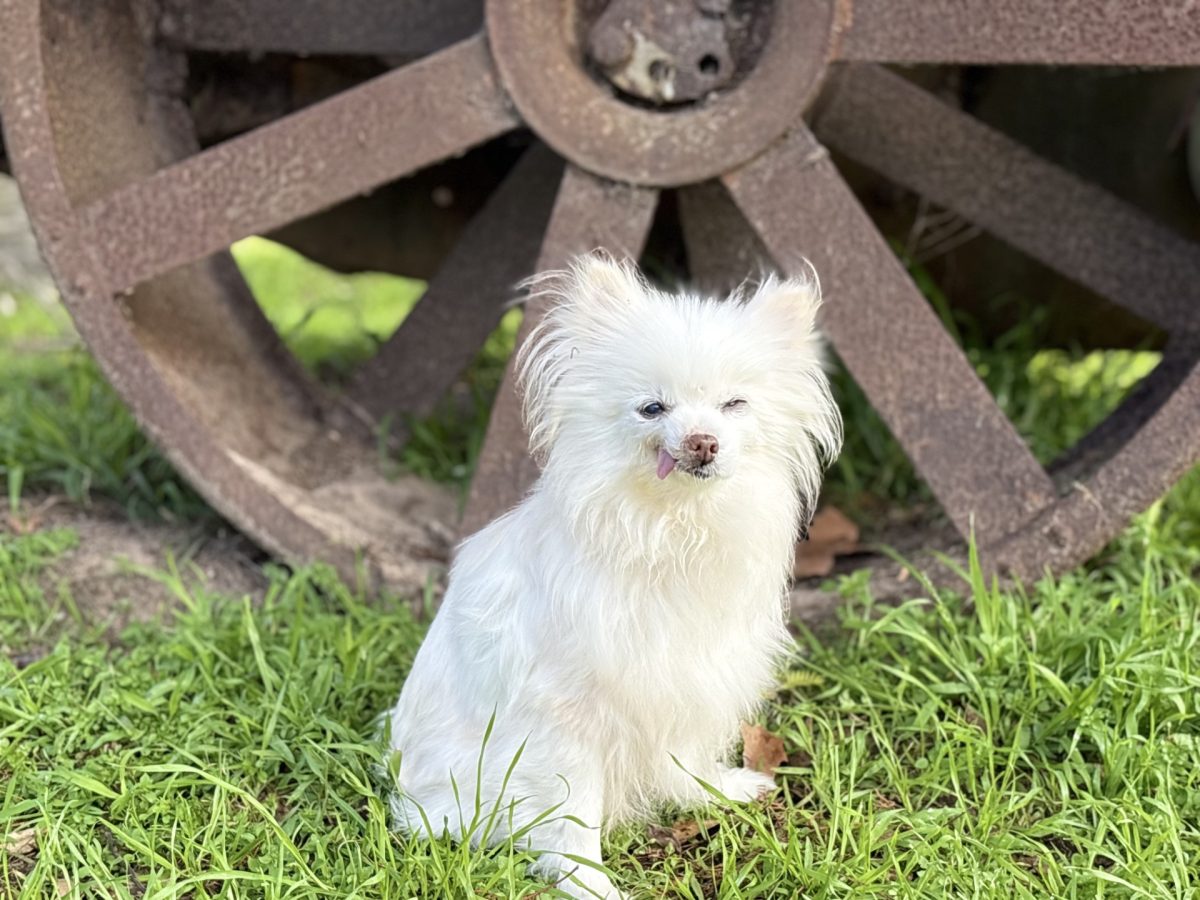 Buttercup might be all out of teeth, but she's still full of life. 