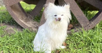 Here's how an Illawarra dog went from cruelty case to dream retirement