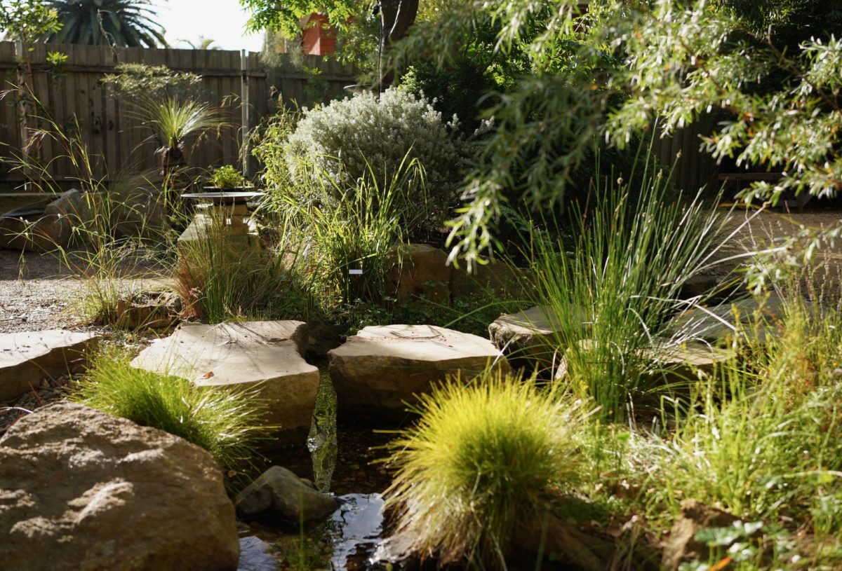 East Corrimal native backyard