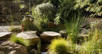 Step inside this East Corrimal ‘bush backyard’ on the Illawarra Edible Garden Trail