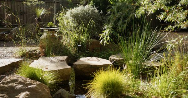 Step inside this East Corrimal ‘bush backyard’ on the Illawarra Edible Garden Trail