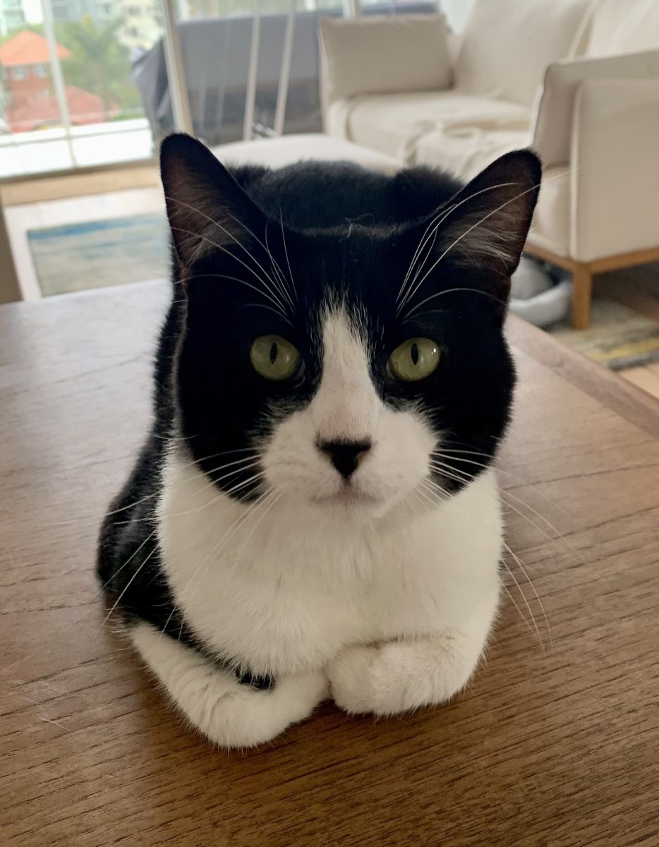 As you might be able to tell from his dapper black-and-white suit, Haku is a cat of many talents.