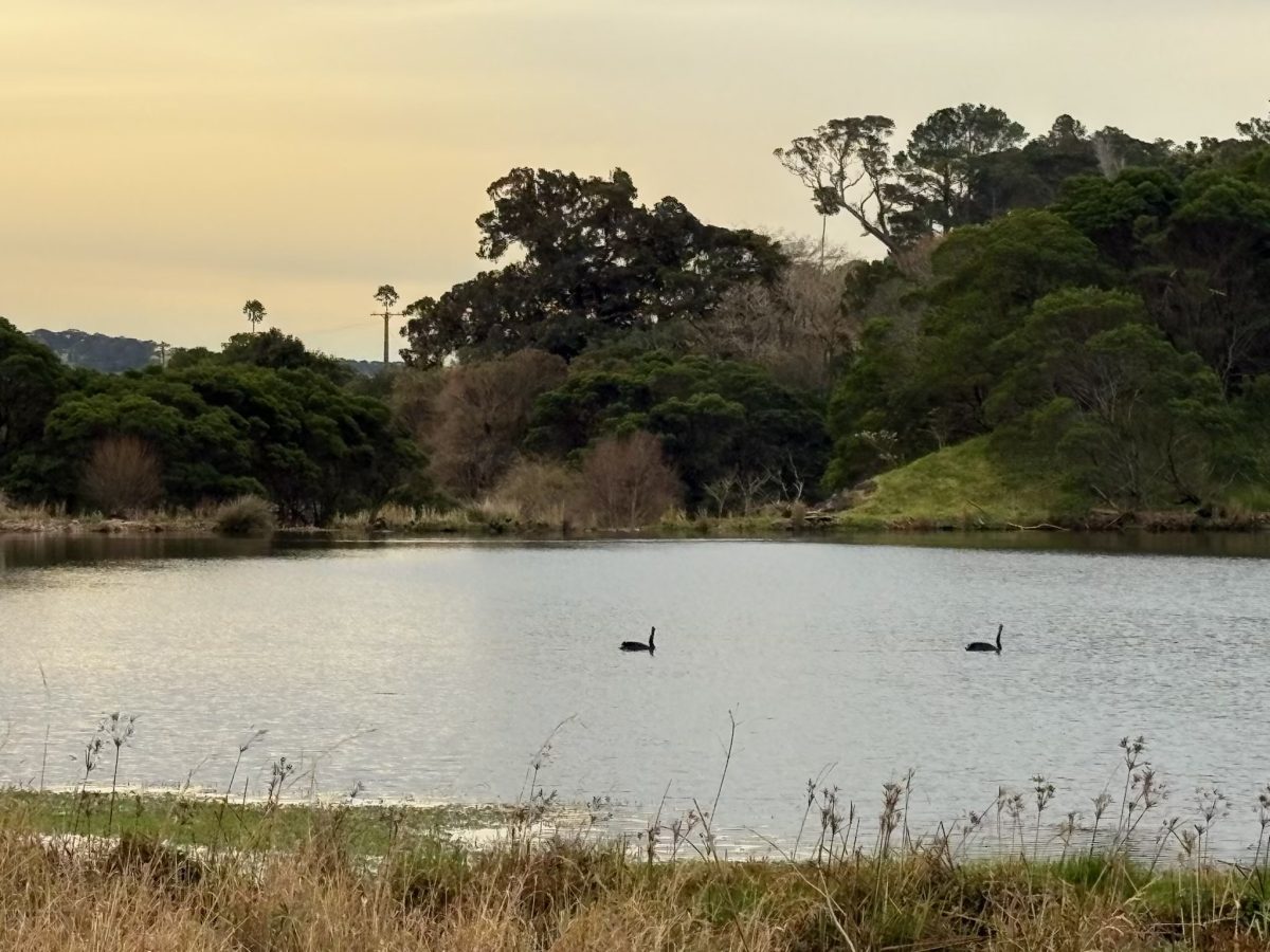 Let the experts take you on a tour of Jerrara wetlands, one of the Illawarra's hidden gems. 