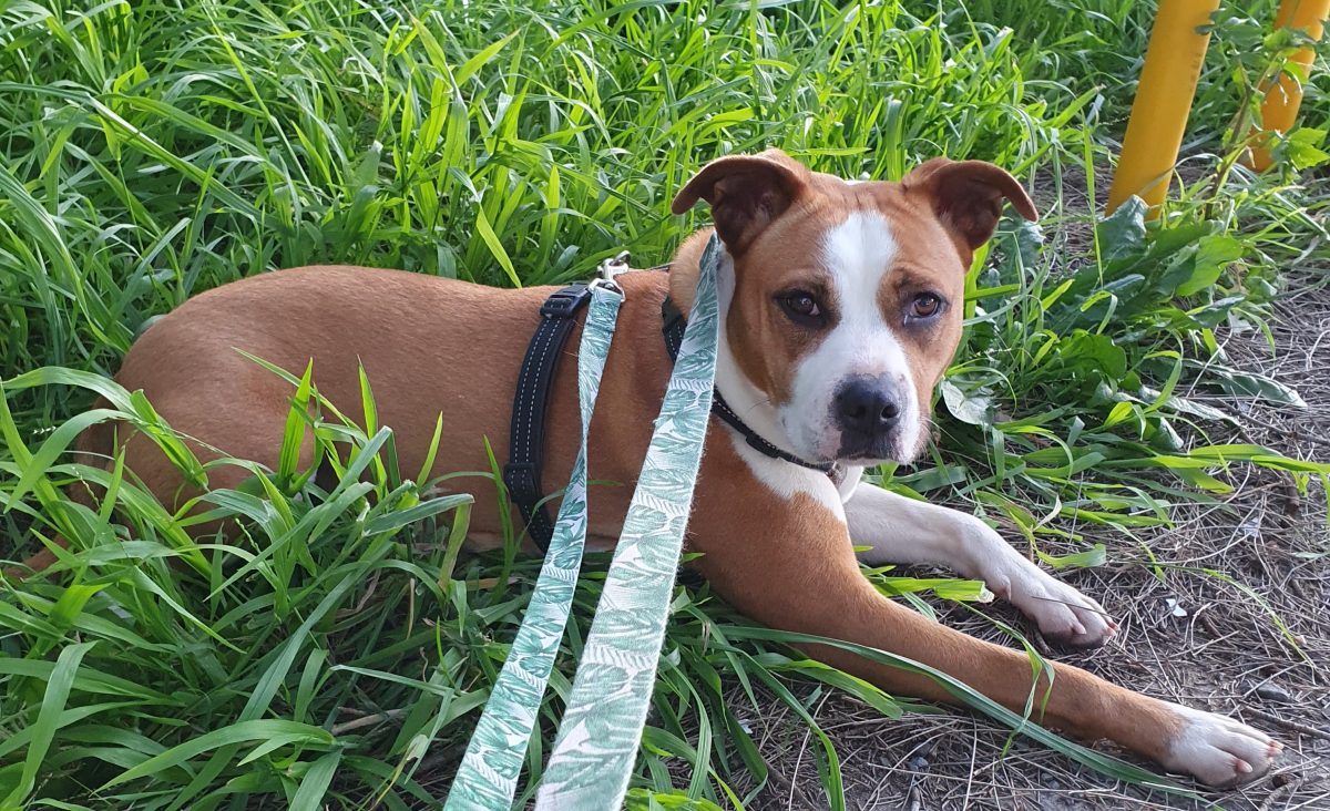 Gentle and loving, Narla is looking for a home full of cuddles and quiet games of fetch.