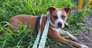 Wollongong Pet Connection's Pets of the Week: Meet Narla and Haku!