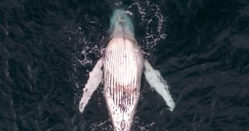 Ratepayers to foot the bill for a whale killed in NSW Government shark nets