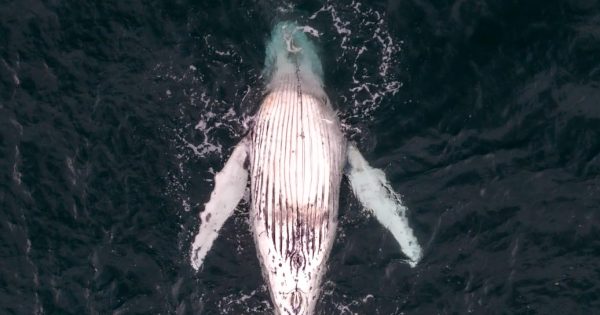 Ratepayers to foot the bill for a whale killed in NSW Government shark nets