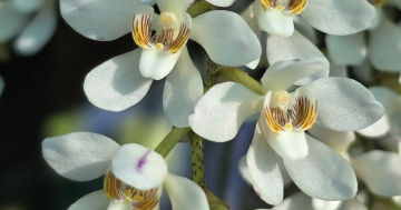 A picture is worth a thousand words, especially when describing this early Illawarra orchid