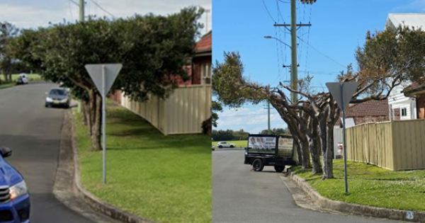 Are aggressively pruned trees a necessary evil or an environmentally unfriendly eyesore?