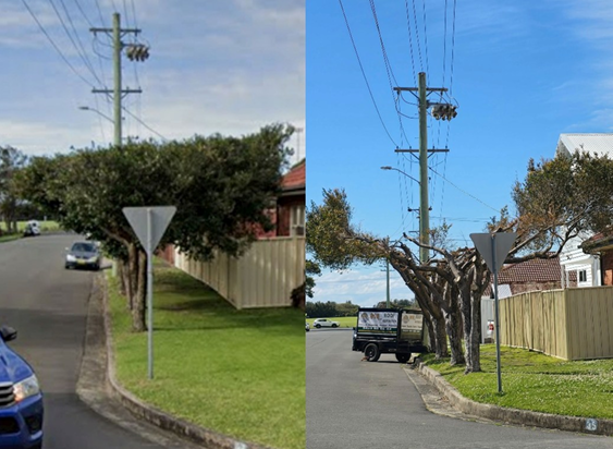 Wollongong City Council wants Endeavour Energy to do a better job when it comes to pruning trees on public verges, like this example in Fairy Meadow. 