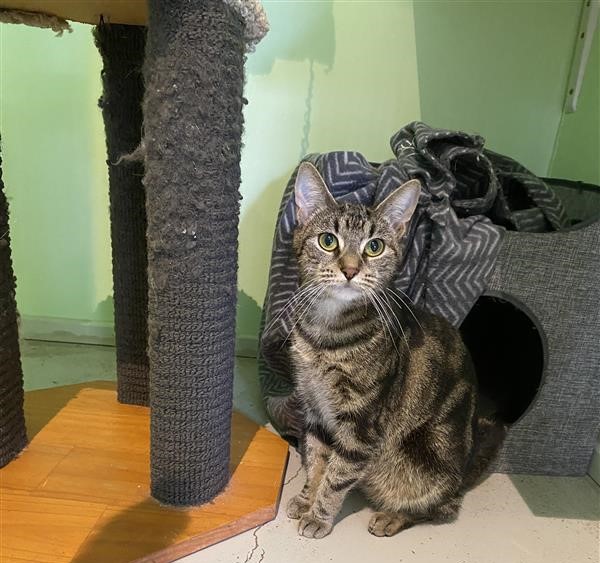 Tibby is looking for a home with peaceful vibes only.