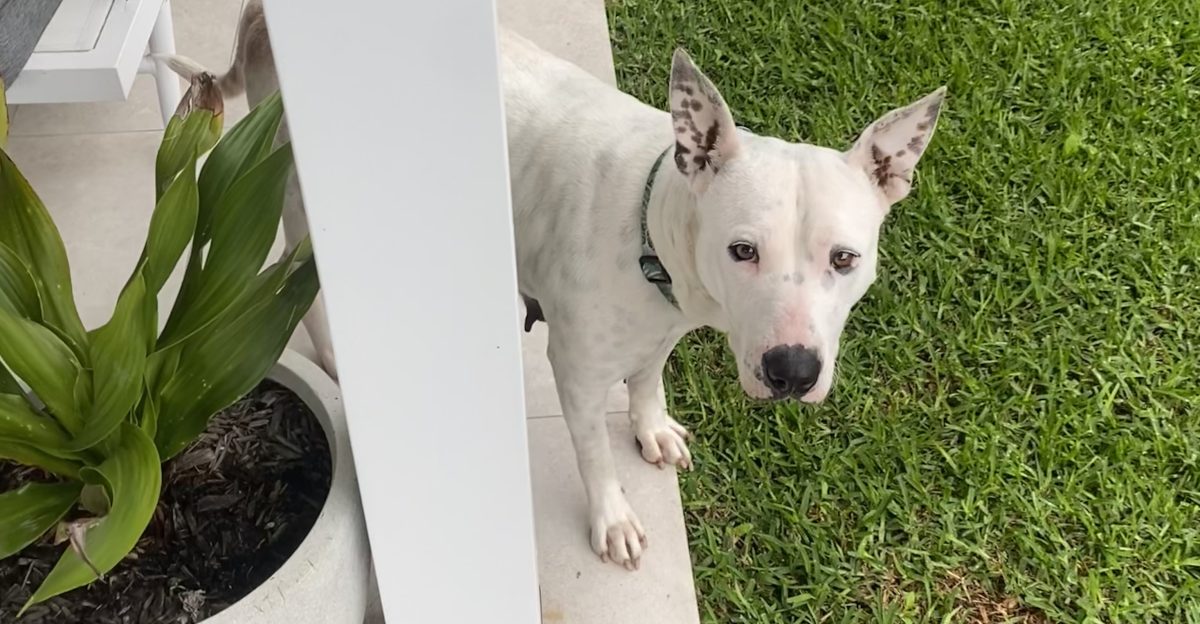 Whitney is looking for an active, affectionate family to call her own.