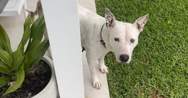 Wollongong Pet Connection's Pets of the Week: Meet Whitney and Tibby!