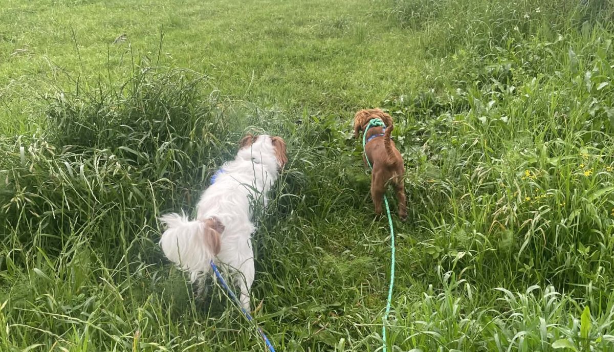 Dogs walking through grass