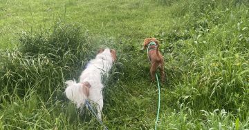 Dog owners urged to protect their pets amid Illawarra outbreak of deadly disease