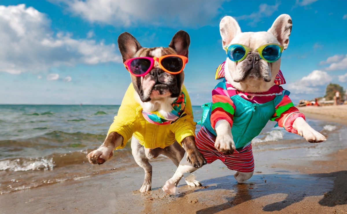 Colourfully dressed dogs on the beach