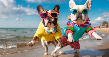 Nine places doing awesome stuff in the Illawarra these school holidays (19 December - 26 January)