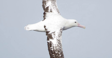 The Albatross people of the Illawarra