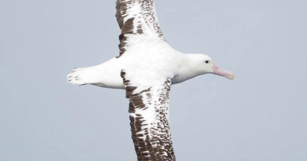 The Albatross people of the Illawarra