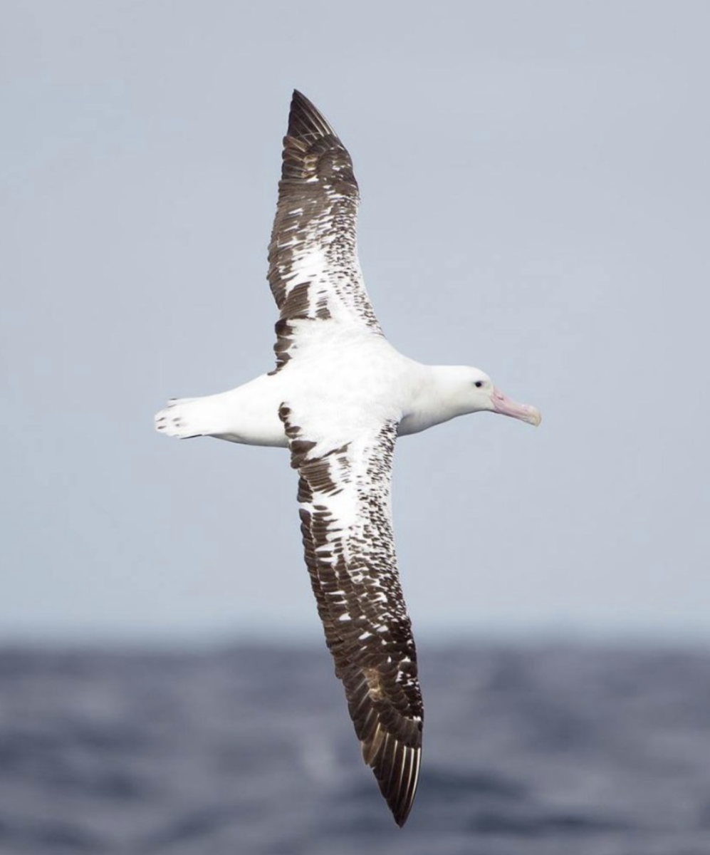 albatross