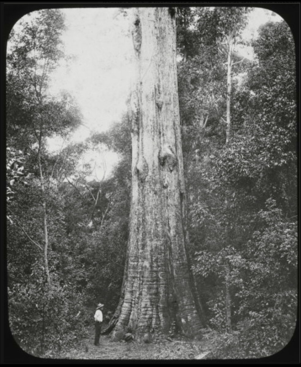 Black and white photo of a person standing at the base of a large tree