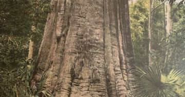 Early Illawarra’s big tree and Henry Arthur Pringle's arboreal graffiti tag