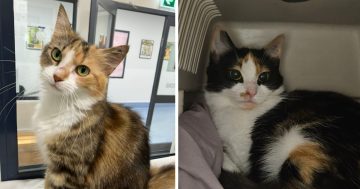 RSPCA Illawarra’s Pets of the Week: Meet Lou Lou and Kitty!