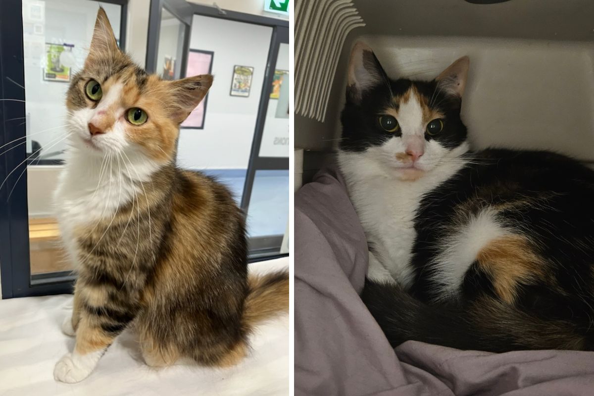 Devoted duo Lou Lou and Kitty are looking for a loving home together.
