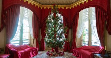 Blowering Nursery seedling becomes festive centrepiece at Government House