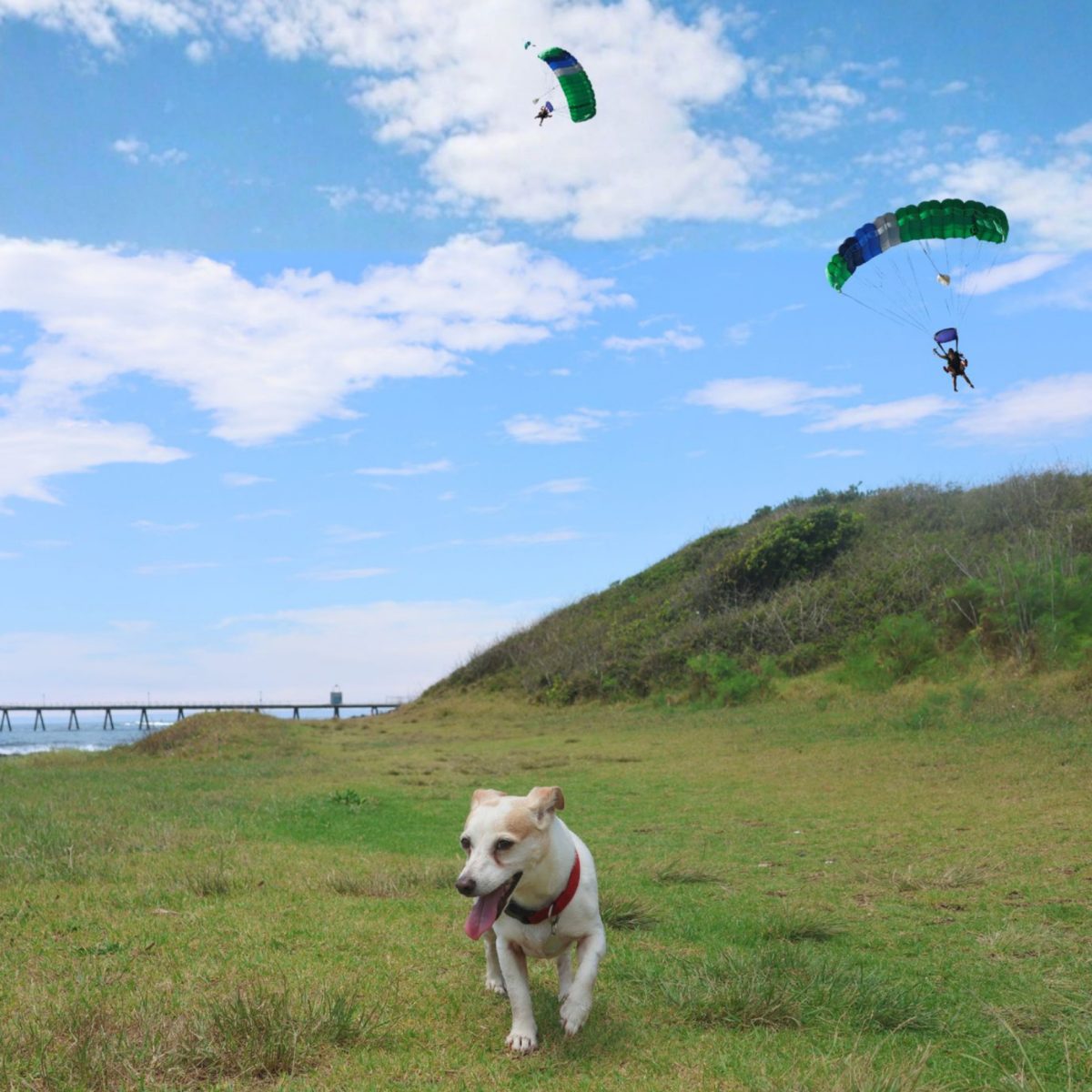 dog in a coastal off-leash park, with skydivers above
