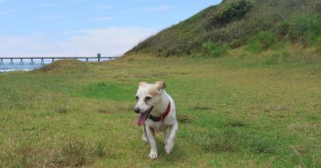 Holiday at Home: How to have a pet-friendly staycation in Shellharbour