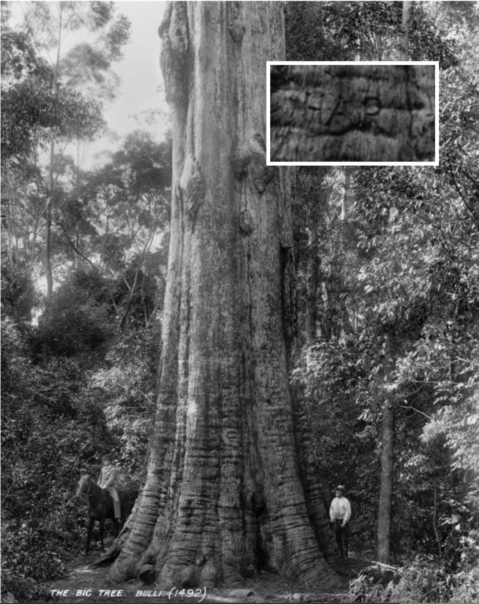 People stand at the base of a large tree with initials HAP craved into the trunk