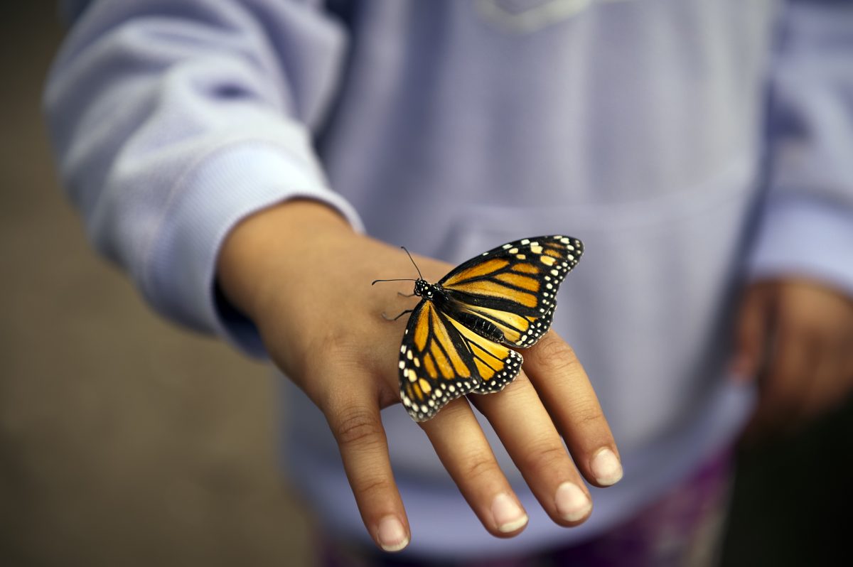 A monarch butterfly resting on a child's hand